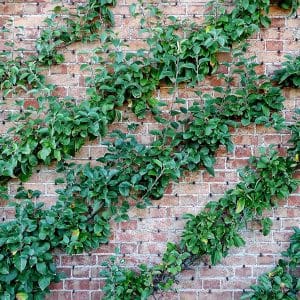 Precision and care in lawn maintenance