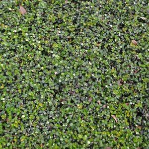 Vibrant greenery enhancing outdoor aesthetics