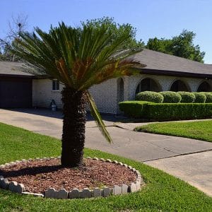 A glimpse into a lush and vibrant garden