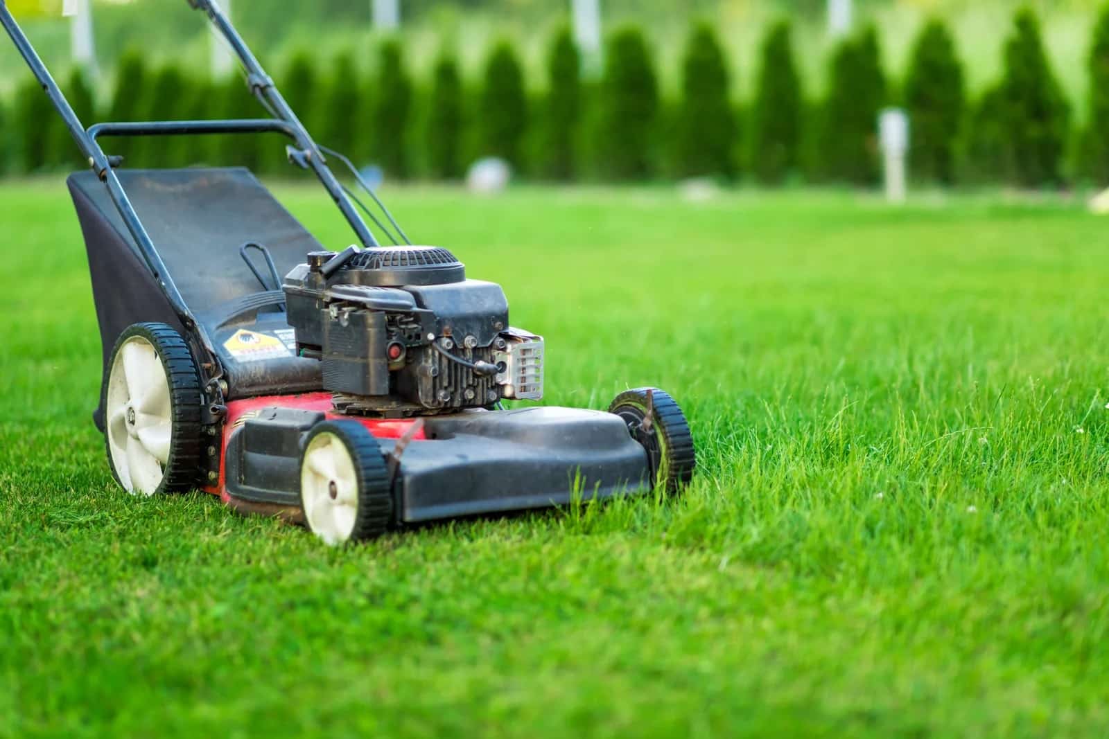 A black and red lawnmower on a lush green lawn, leaving a cut stripe.