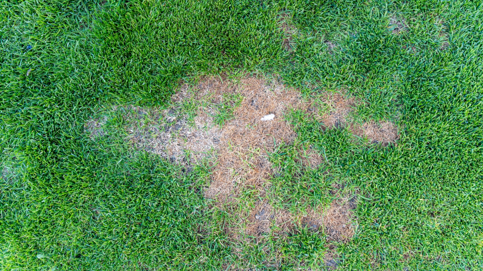 Patchy Lawn – Common Lawn Problems